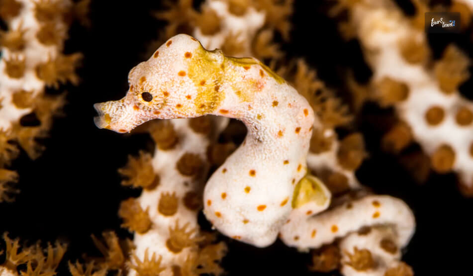 Pygmy Seahorses