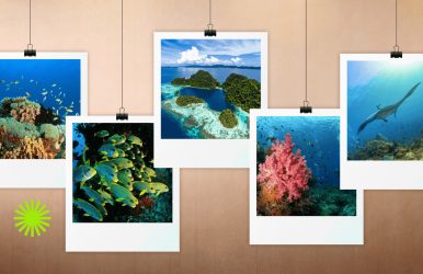 Raja Ampat dive site guide