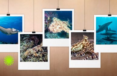 Raja Ampat marine life guide