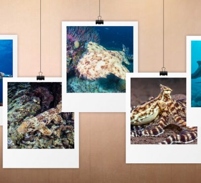 Raja Ampat marine life guide