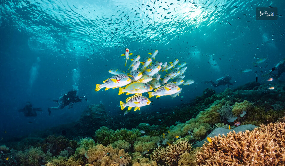 Snorkeling Vs. Diving In Raja Ampat_ What Can You See