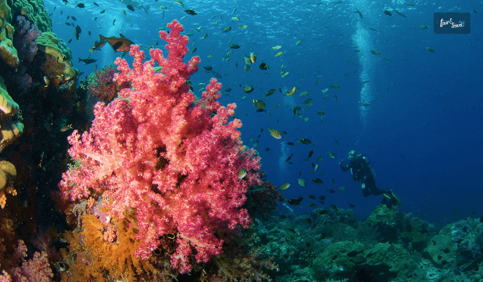 South Raja Ampat (Misool) Dive Sites