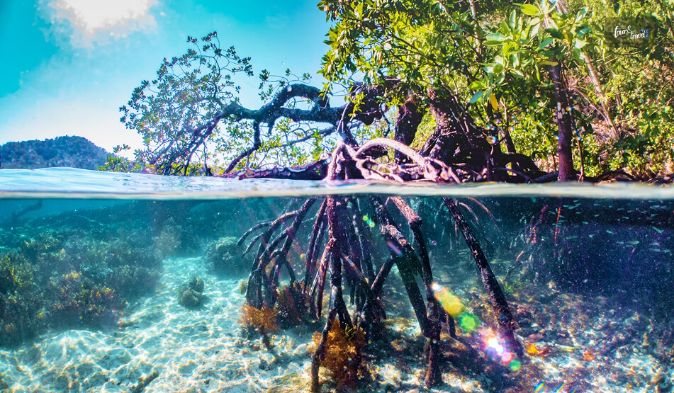 The Blue Water Mangroves