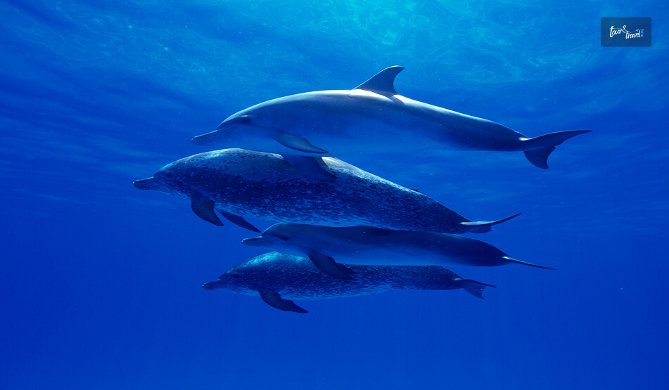 The Whale And Dolphin Migration (November – December)