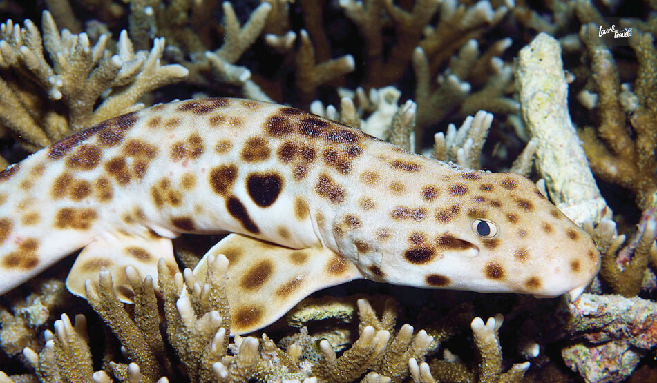 Walking Shark Raja Ampat (Epaulette Shark) And Where To Find Them