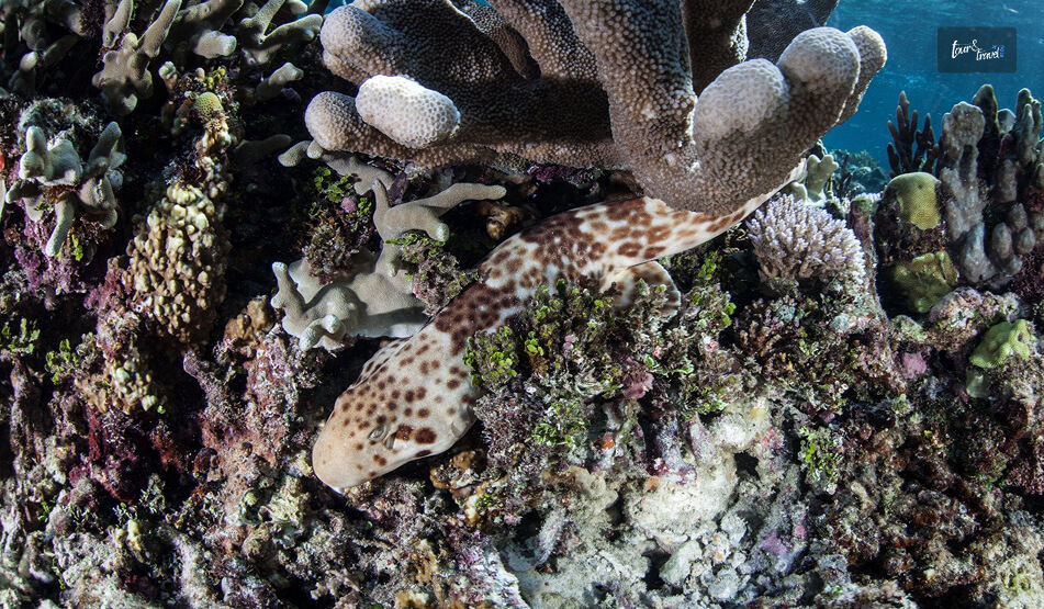 Walking Sharks & Macro Life (Year-Round)