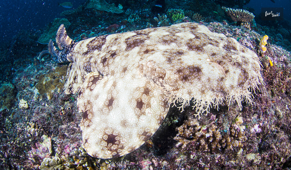 Wobbegong Sharks