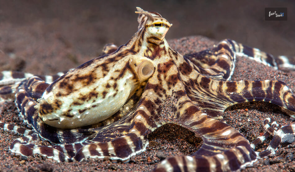 Wonderpus And Mimic Octopus