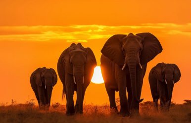 where to see African elephants in the wild