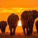 where to see African elephants in the wild