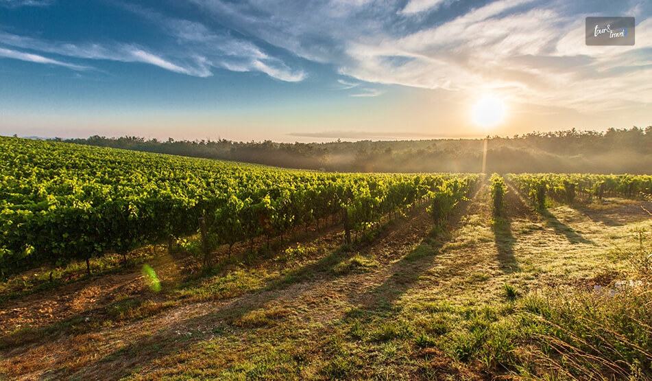 The Route From Jungle To Vineyards (Route 307)