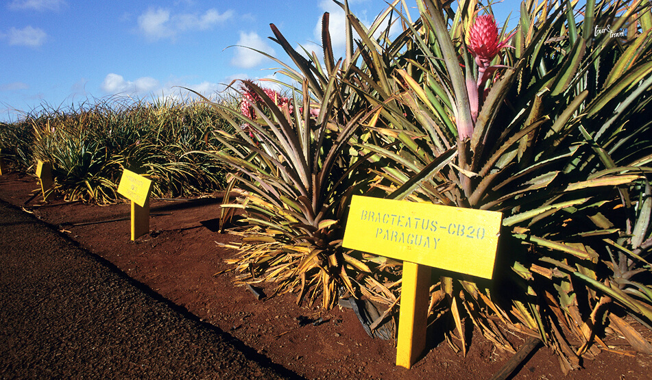 Exploring The Dole Plantation For Pineapples