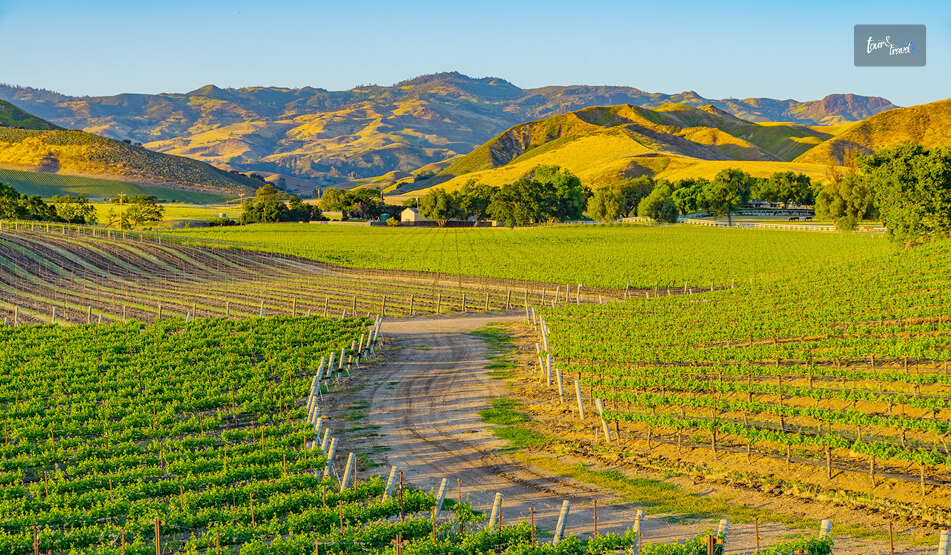 If You Want To Have A Wine Tour In The Afternoon