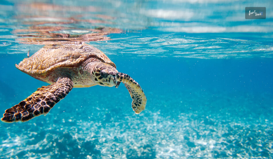 Sea Turtles Conservation Centre, Colombo