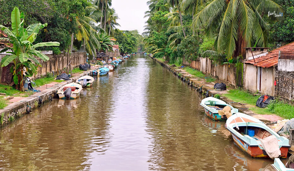 Birdwatching On The Dutch Canals