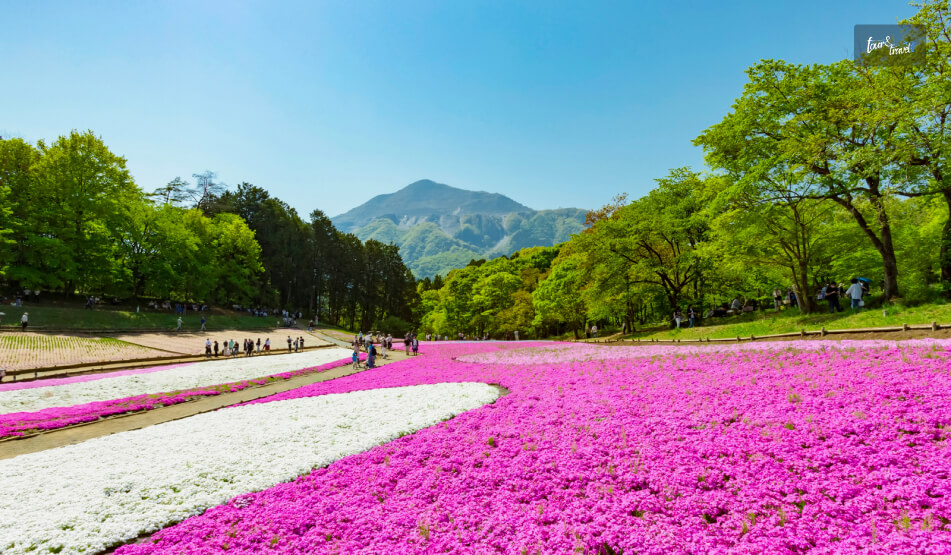 Chichibu Mountains And Moss