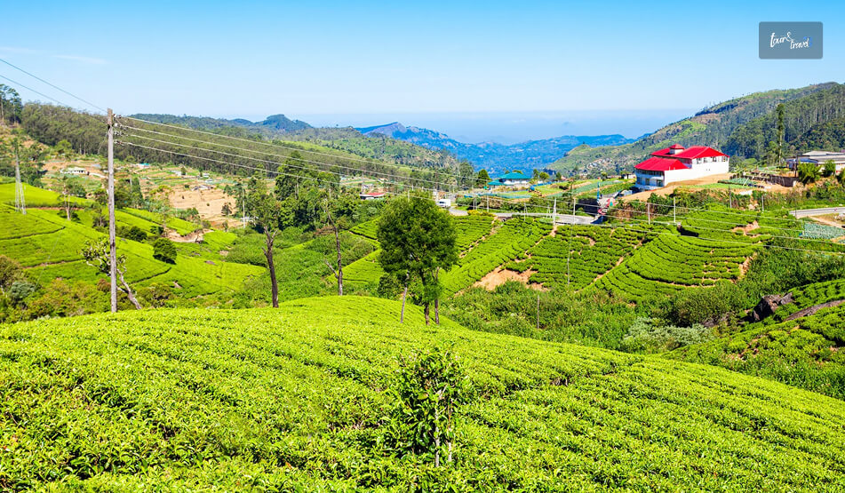 Enjoying The Tea Experience From Buds To Cup