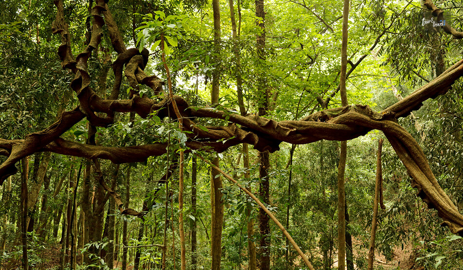 Exploring The Udawattakele Forest Reserve