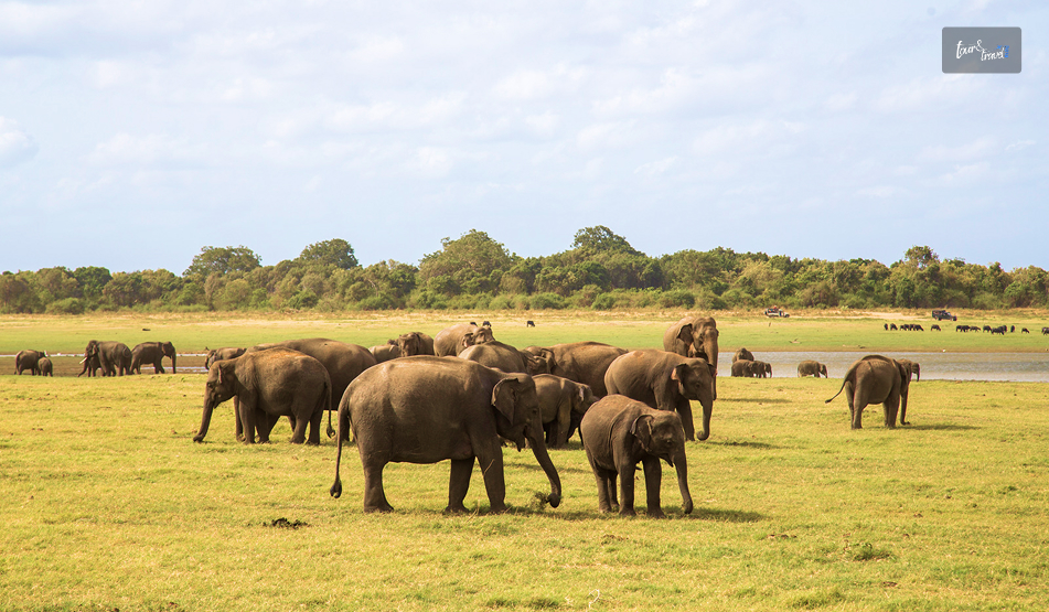 How To Reach The Kaudulla National Park