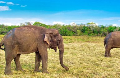 Kaudulla National Park