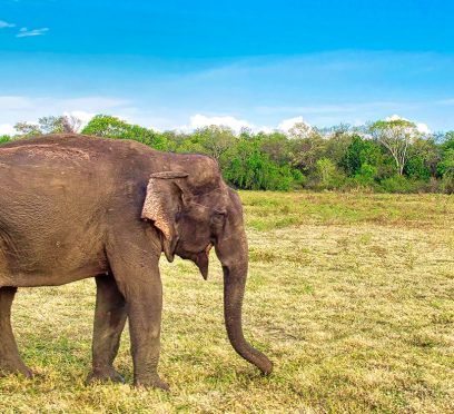 Kaudulla National Park