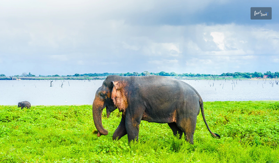 My Experience On The Kaudulla National Park Elephant Safari