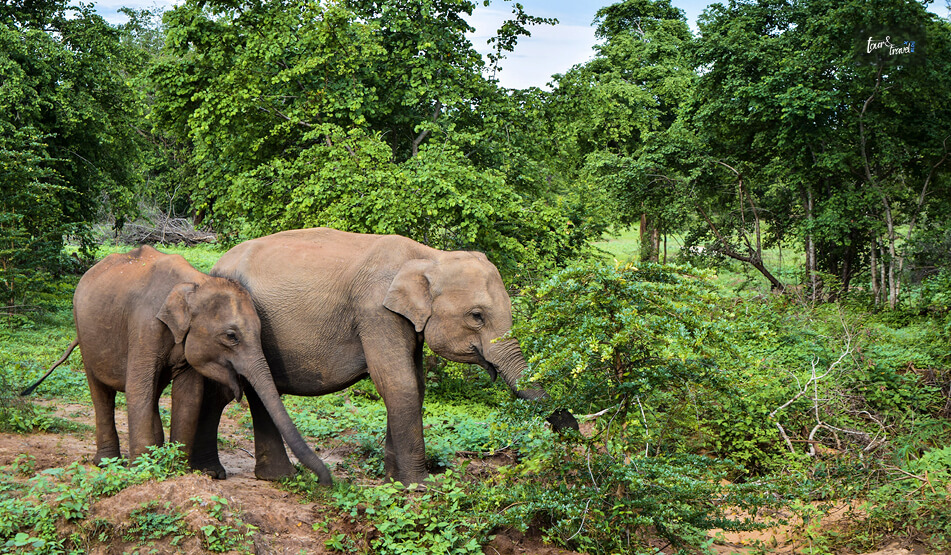 Spotting The Elephants At Udawalawe
