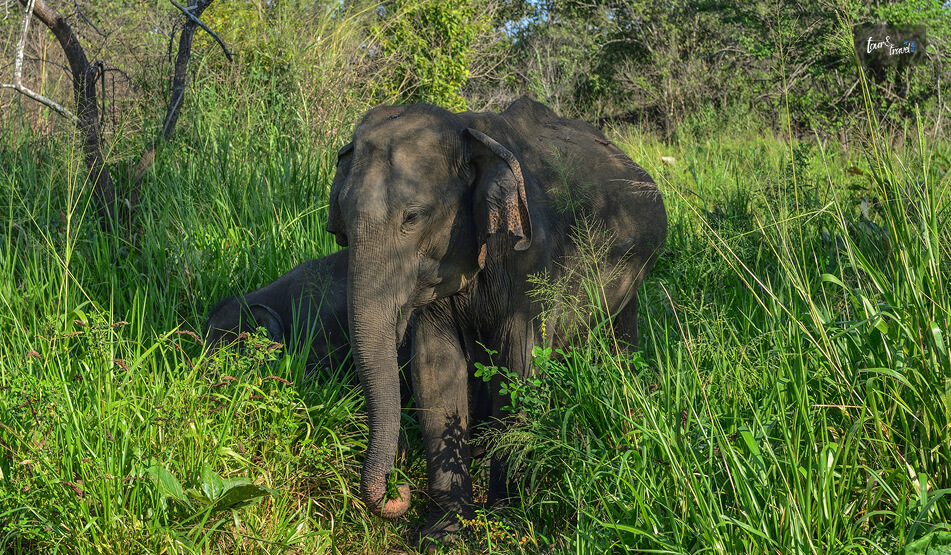 The Landscape Of Hurulu Eco Park
