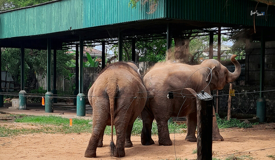 Visiting The Dehiwala Zoo