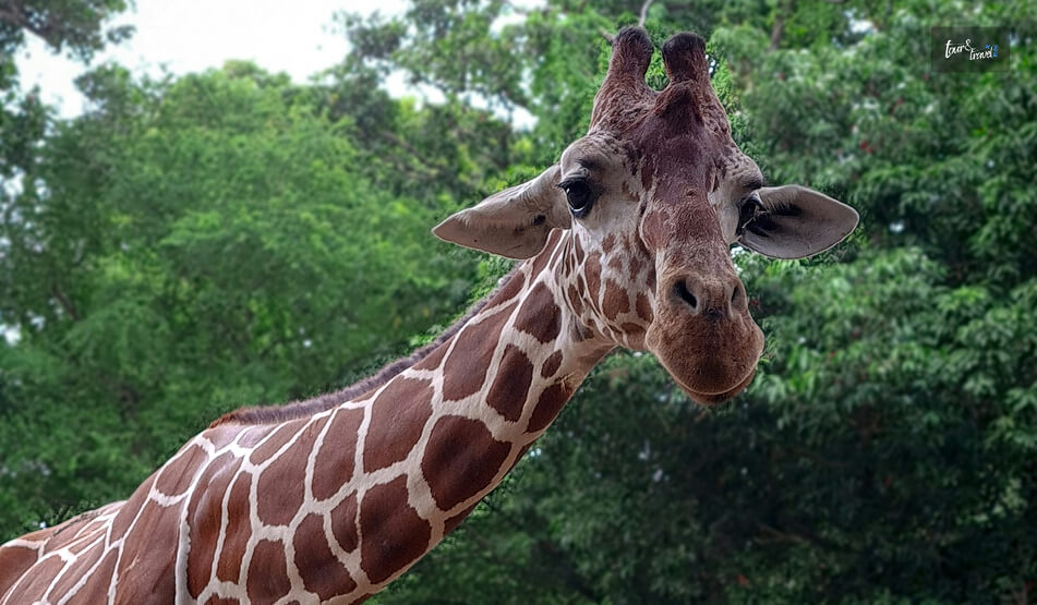 What Are The Best Things To Do At Dehiwala Zoo