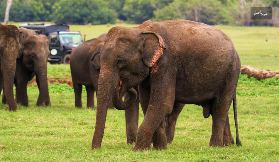 What Is The Best Time To Visit The Kaudulla National Park