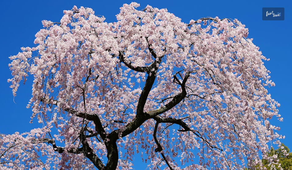 When Is The Cherry Blossom Kyoto Season