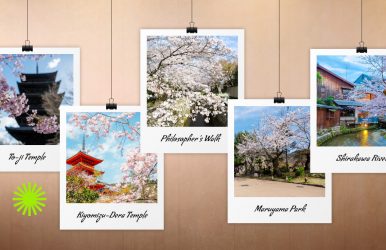 cherry blossom kyoto japan