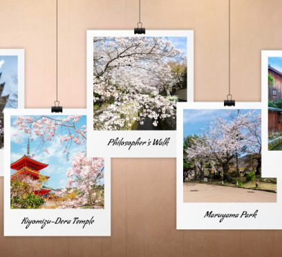 cherry blossom kyoto japan