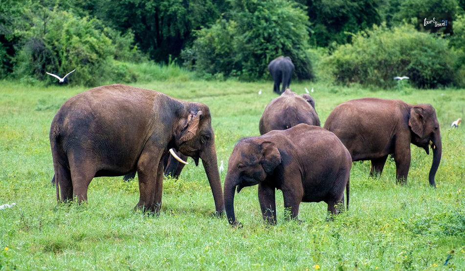 Kaudulla National Park