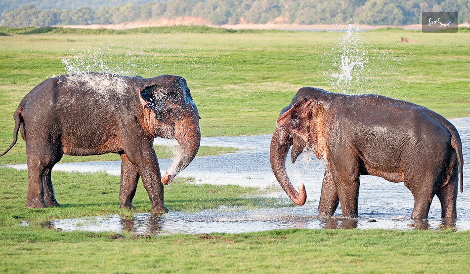 Minneriya National Park
