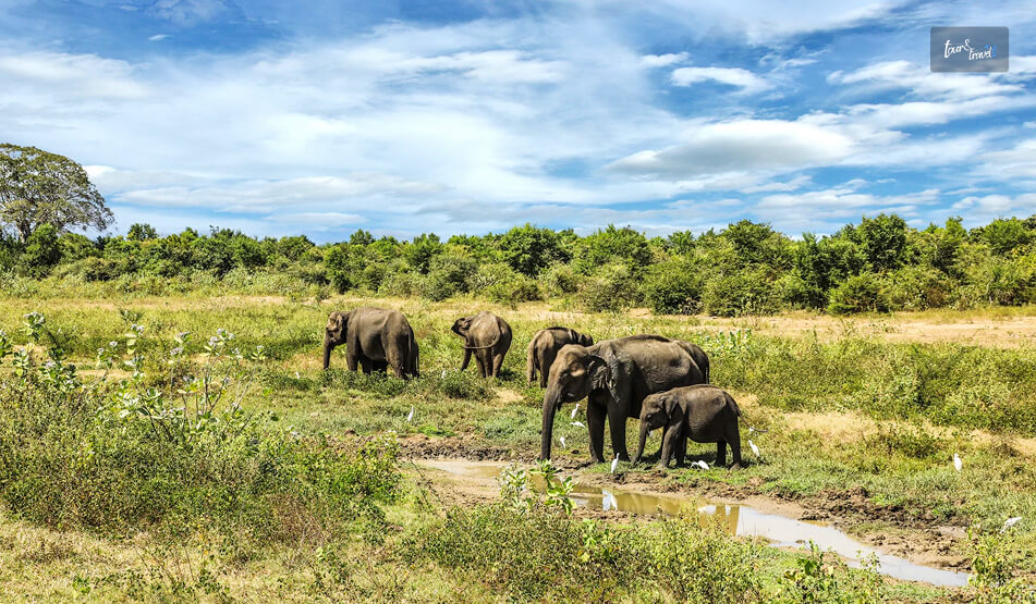 A Visit To The Udawalawe National Park