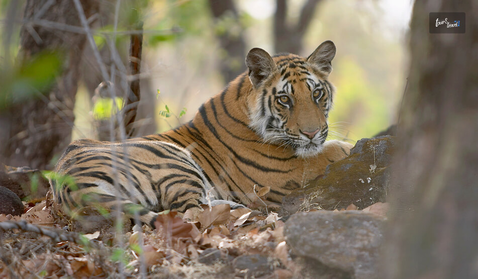 Bandhavgarh National Park, Madhya Pradesh Home To A High Density Of Tigers