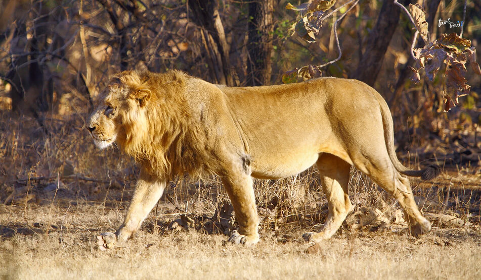 Gir Forest National Park