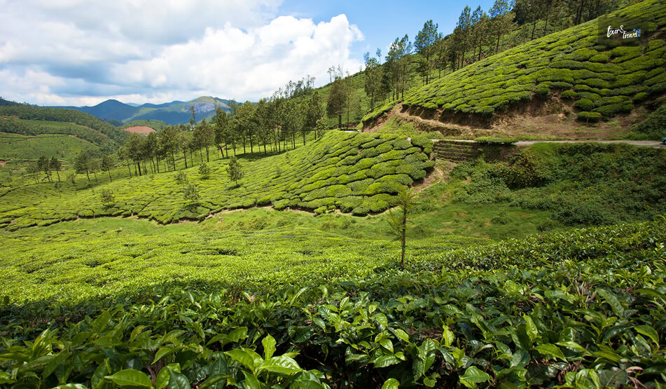 Handunugoda Tea Estate