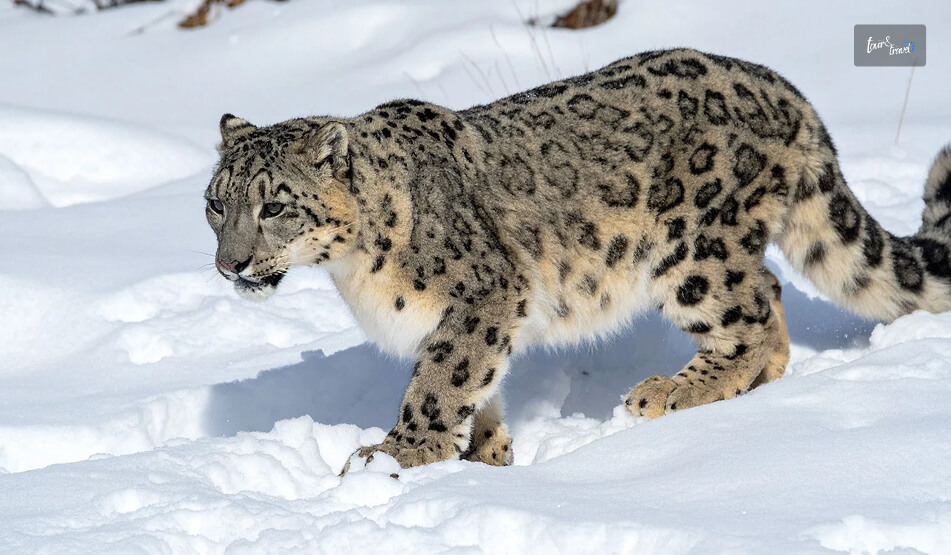 Hemis National Park, Ladakh The Abode Of Snow Leopards