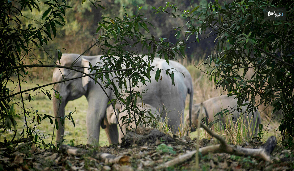 Kaziranga National Park, Assam A UNESCO World Heritage Site