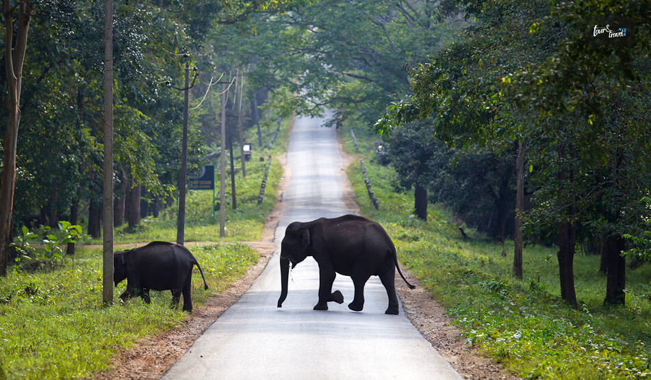 Nagarhole National Park, Karnataka Home To The Largest Congregation Of Asiatic Elephants And Rare Black Panthers