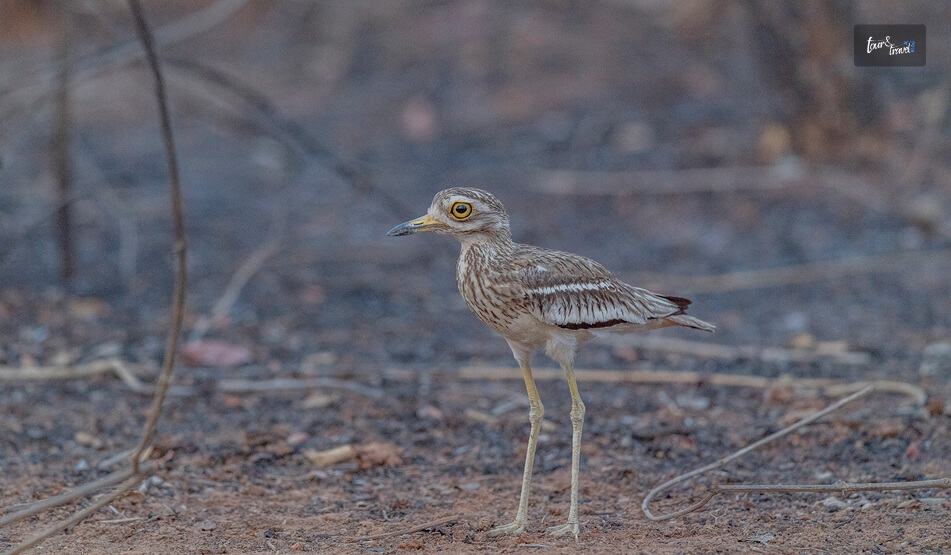 Pench National Park, Maharashtra And Madhya Pradesh_ The National Park That Inspired The Jungle Book
