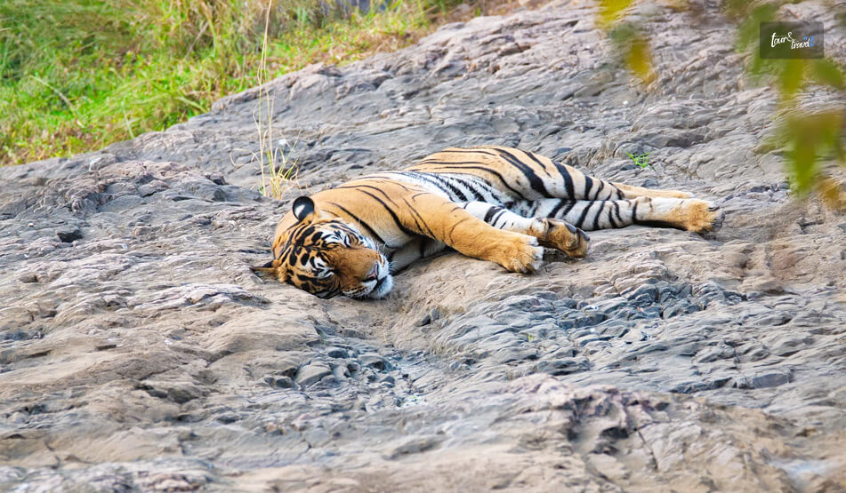 Ranthambore National Park In Rajasthan_ The Best Place For Photographing The Royal Bengal Tiger