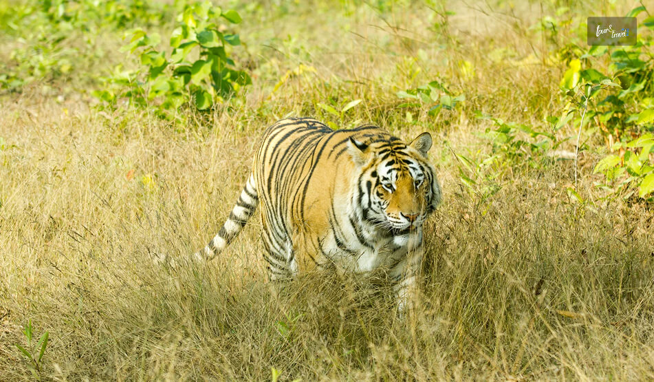 Sundarbans National Park, West Bengal The Largest Mangrove Forest In The World