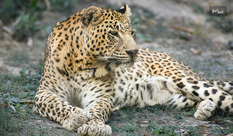 Wilderness Safari In Kumana National Park