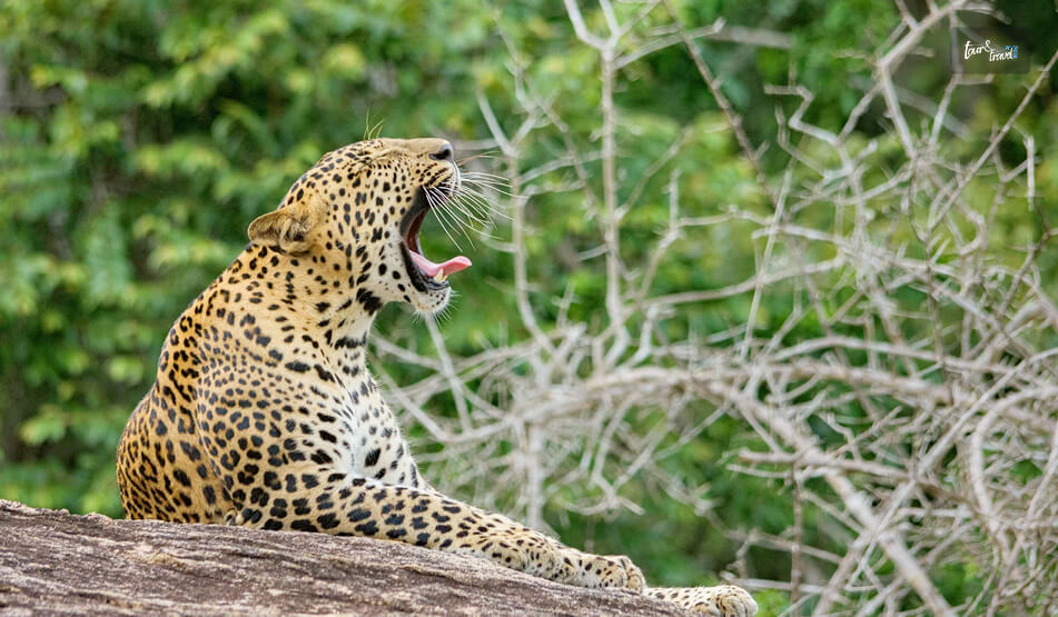 Yala National Park