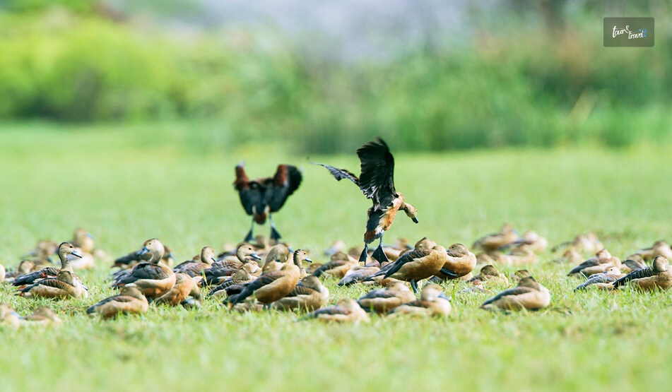 Bundala National Park
