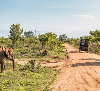 Kumana National Park Safari